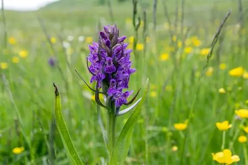 terrestrial orchid