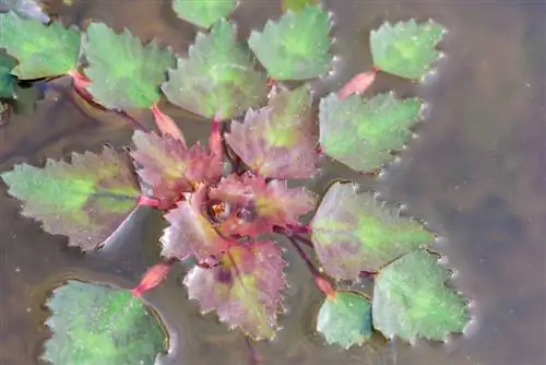 La noix d'eau dans le bassin de jardin : plantation et entretien