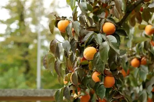 persimmon træ