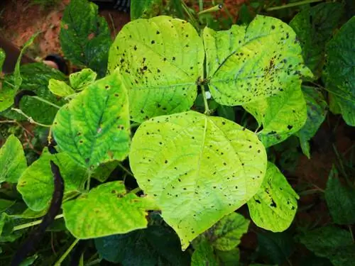 Apa yang harus dilakukan jika terjadi karat pada kacang runner? Kiat bermanfaat