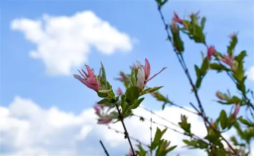 Dry branches on harlequin willow? Reasons & solutions