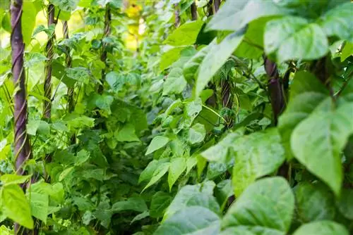 cultiver des haricots verts