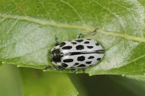 harlekijnwilgenplagen