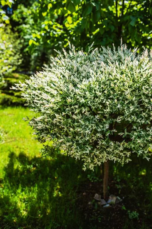 Harlequin willow in the garden: Which location is ideal?