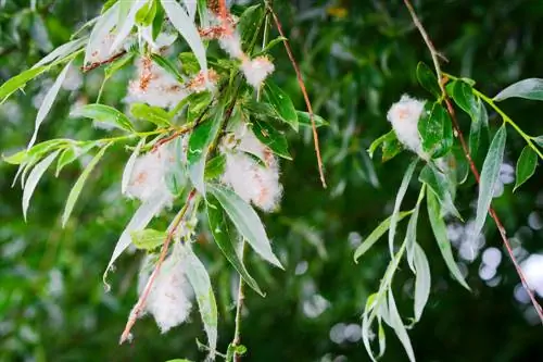 Sauce Blanco: Todo sobre sus fascinantes frutos