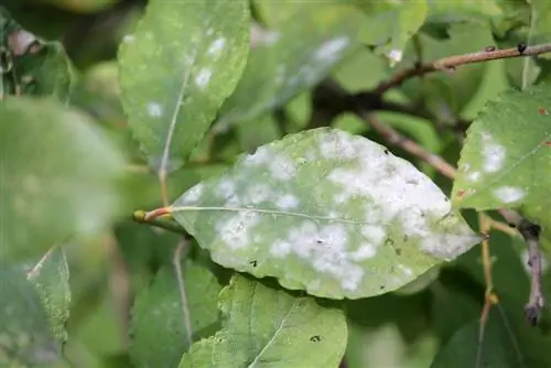 pasture diseases