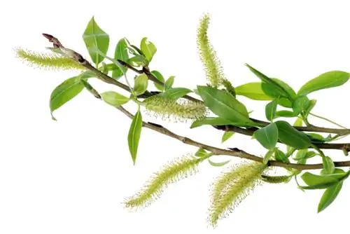 White willow: Temui bunga yang menarik dalam warna kelabu-biru