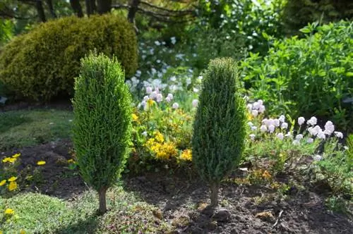 jeneverbes planten