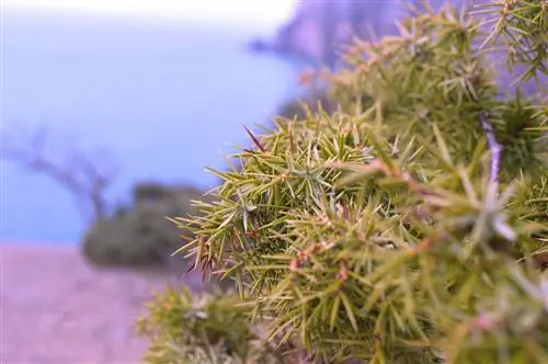 Juniper turns brown: causes and solutions