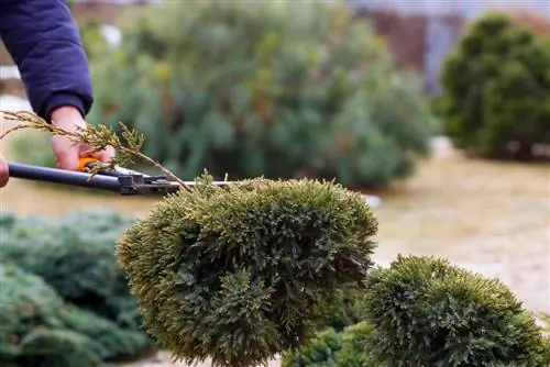 juniper cutting