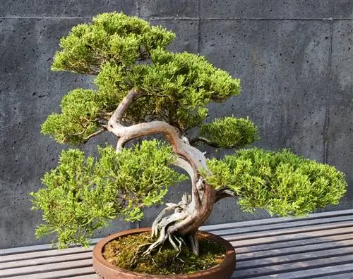 bonsai de ienupăr