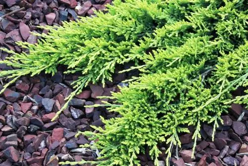 Enebro como cobertura del suelo: tipos y consejos de plantación