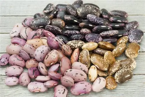 Old runner bean varieties: Discover Europe's diversity