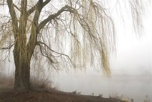 Weeping willows and their age: interesting facts & facts