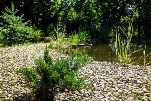 Cura del ginebre: consells per a plantes sanes i boniques