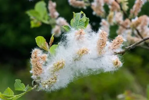 Mbegu za Willow: Jinsi nafaka ndogo huwa mimea yenye nguvu