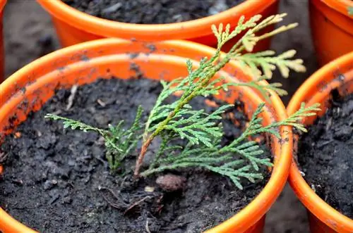 Propagate juniper: 3 effective and simple methods