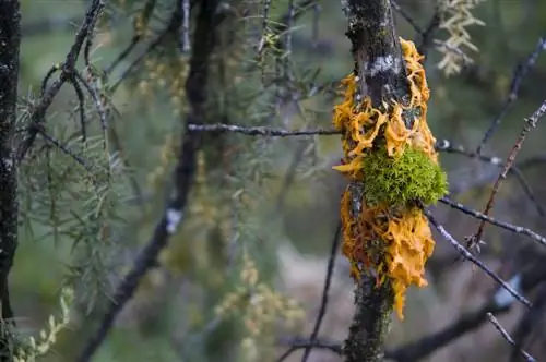 Sadepuu- ja pirnirest: Kuidas kaitsta ja ravida?