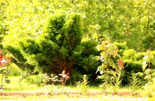 Juniper o Sade tree? Paano sabihin ang pagkakaiba