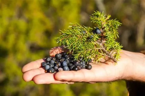 penuaian juniper