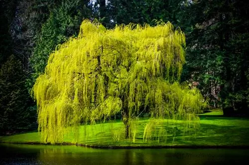 treurwilg verplanten