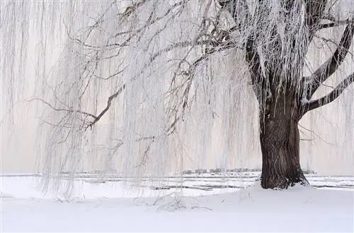 Weeping willow in winter: protective measures & care tips