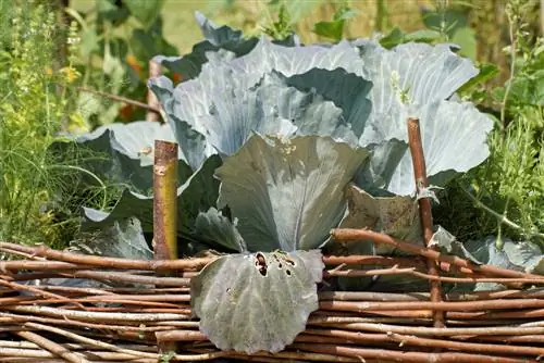 raised bed pasture