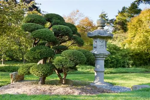 topiary juniper