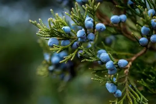 El ginebre és verinós? Aneu amb compte amb les fruites i les parts de les plantes