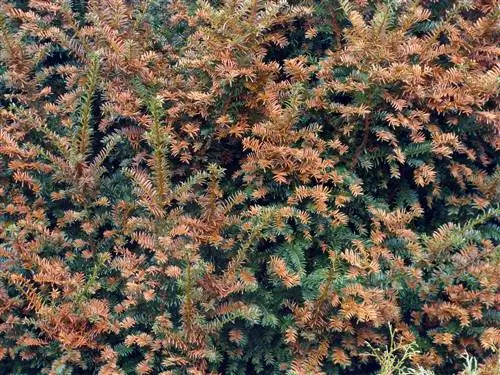 serangan jamur juniper