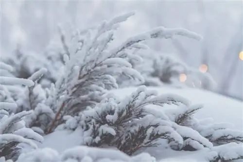 Hardy Junipers: Όλα όσα πρέπει να γνωρίζετε