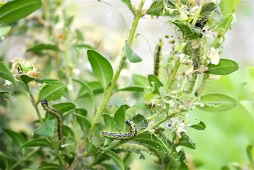 quti daraxti zuensler infestatsiyasi