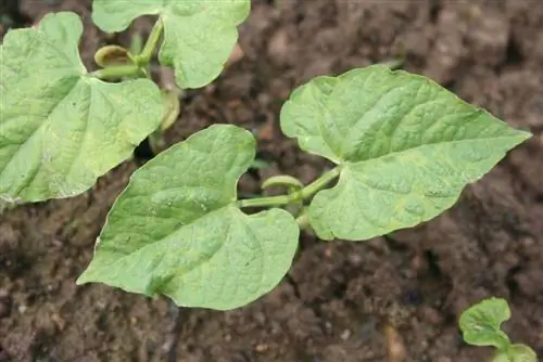 Growing broad beans