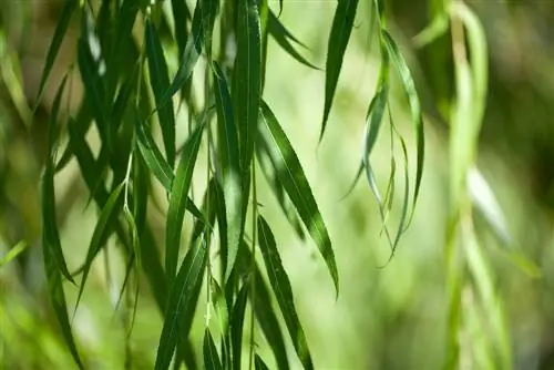 Weeping willow leaves: characteristics, location and care