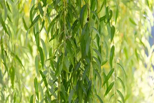 Weeping willow in a pot: This is how it can be cared for perfectly