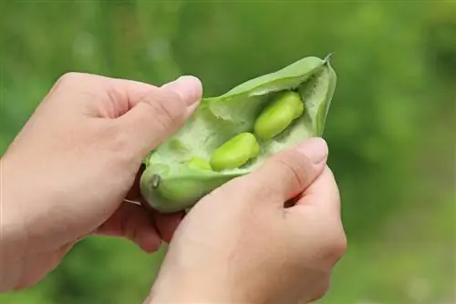 When does the harvest season for broad beans begin?