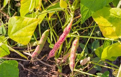 plants de haricots rouges