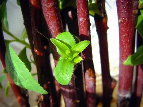 Growing weeping willows: Successful growing made easy