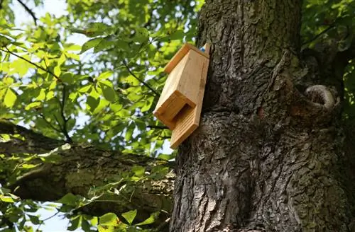 Giardino amico dei pipistrelli: costruisci la tua scatola per pipistrelli