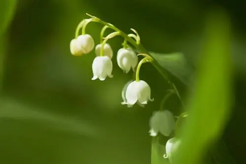 Perawatan profil Lily of the valley