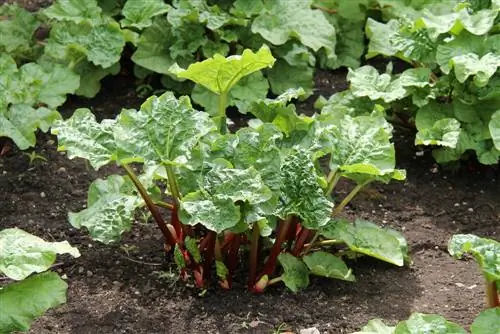 penanaman-dan-penjagaan rhubarb