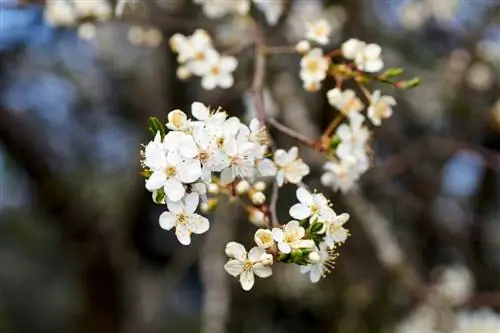 Mirabelle plum blossom: when will the sweet harvest come?