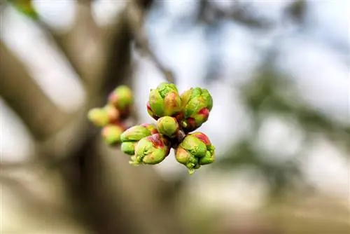 La prugna Mirabelle non fiorisce: possibili ragioni e possibili soluzioni