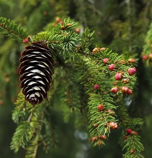 spruce profile