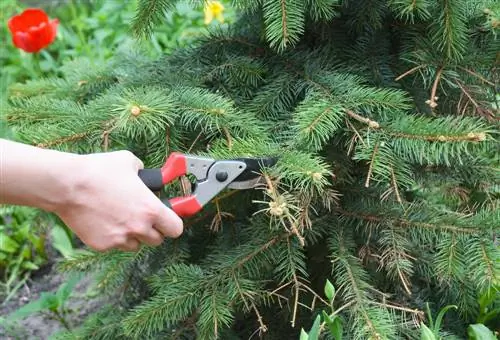 Cắt cây vân sam: Khi nào và làm như thế nào cho đúng