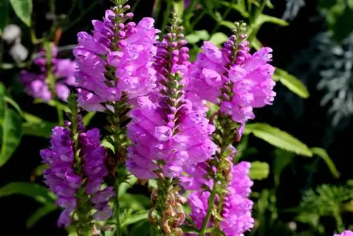 flor conjunta venenosa