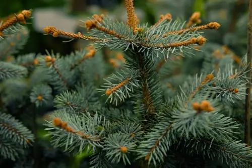 Spruces in pots: This is how they can be cultivated over several years