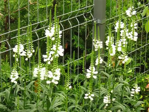 gezamenlijke bloemslakken