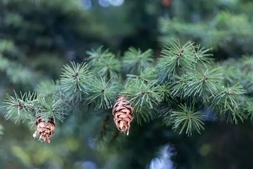 Profilo dell'Abete di Douglas: Tutto quello che devi sapere su questa conifera