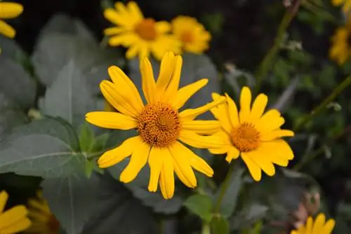 Occhio al sole in giardino: nessun pericolo per bambini e animali domestici